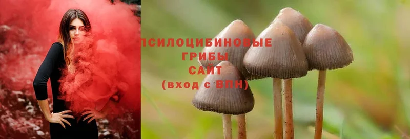 МЕГА онион  Белореченск  Галлюциногенные грибы Cubensis  наркота 